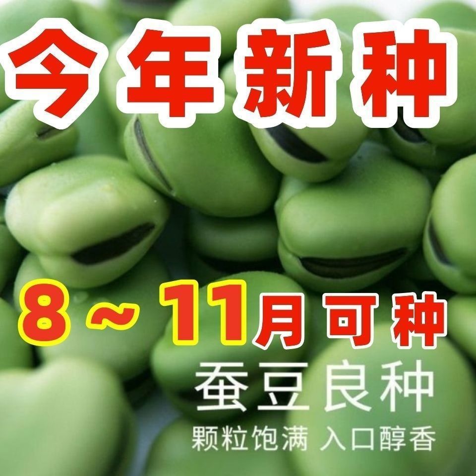 特大糯米蚕豆种子高产北斗七星罗汉豆春秋冬季播种早熟耐寒胡豆籽