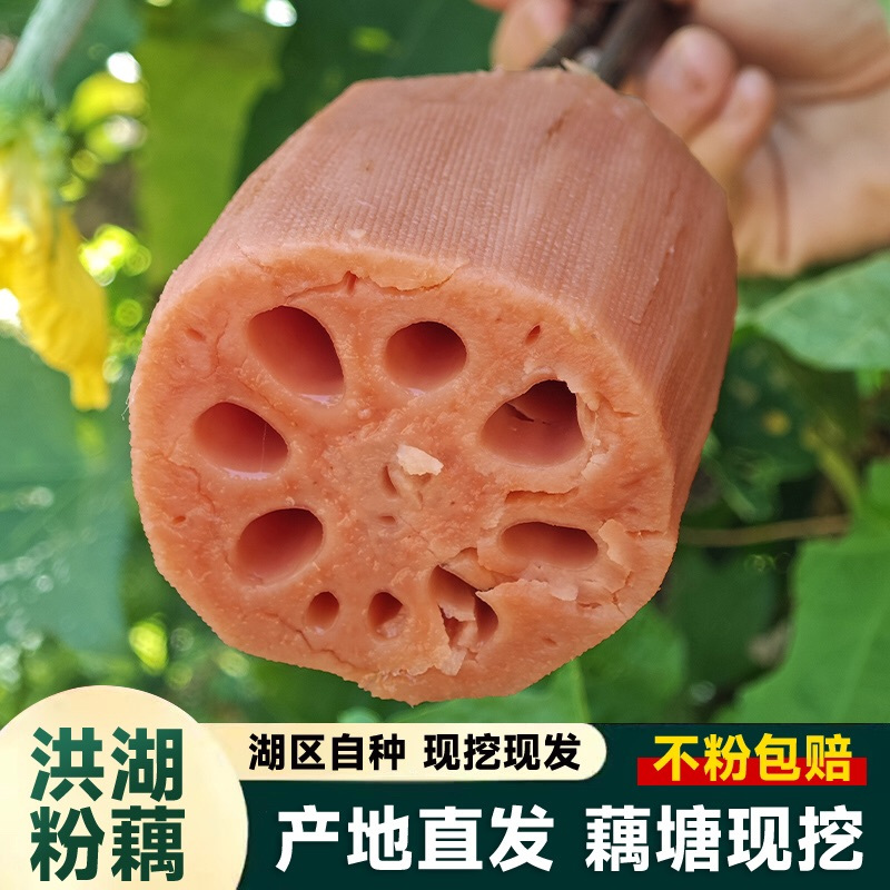 湖北正宗洪湖粉藕新鲜莲藕煲汤藕九孔藕糯米藕现挖5斤面藕1斤3斤