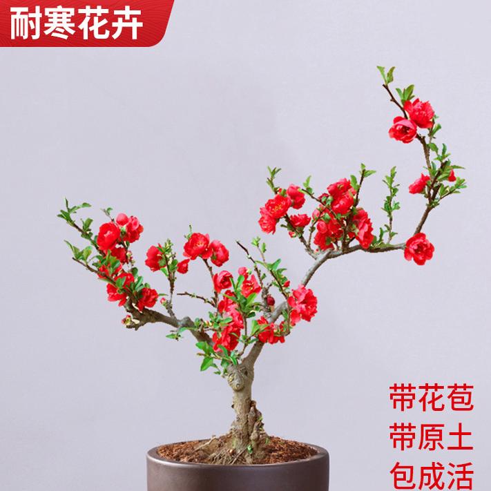 四季海棠花长寿盆栽开花老桩重瓣庭院阳台室内耐寒盆景花卉长寿冠