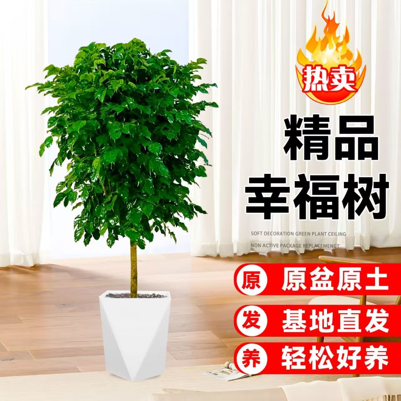  1- 1.1米独杆棒棒糖幸福树盆栽绿植可净化空气