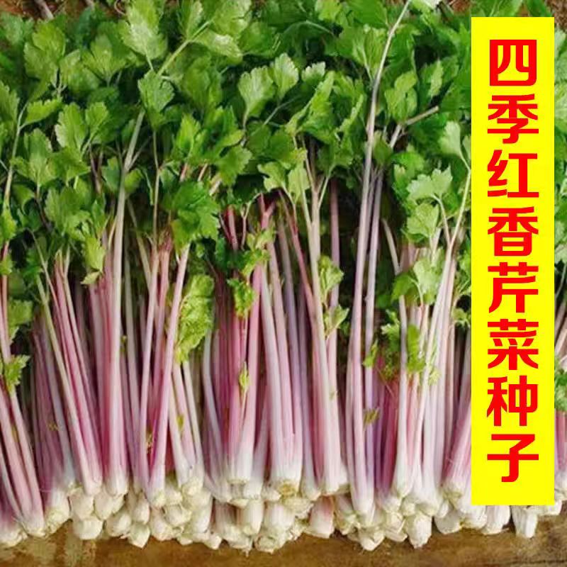 紫芹菜种子 红芹 菜种籽小院盆栽春季简单蔬菜抗寒高产营养元素