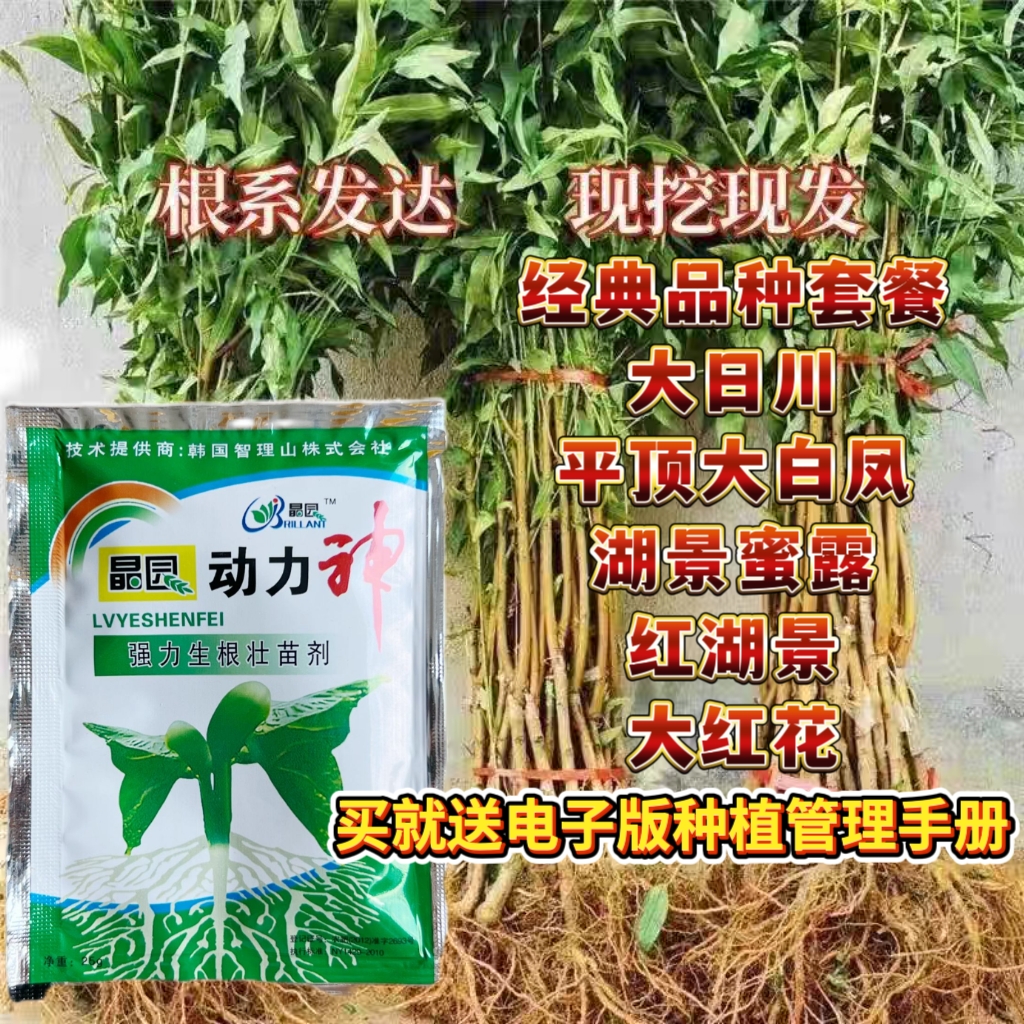 11-12月起发货，大日川、平顶大白凤、湖景蜜露、红湖景，大红花，肥效