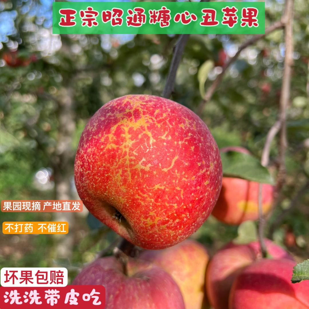 【郑肥肥专属】专属正宗云南昭通丑苹果新鲜水果脆甜多汁整箱包邮