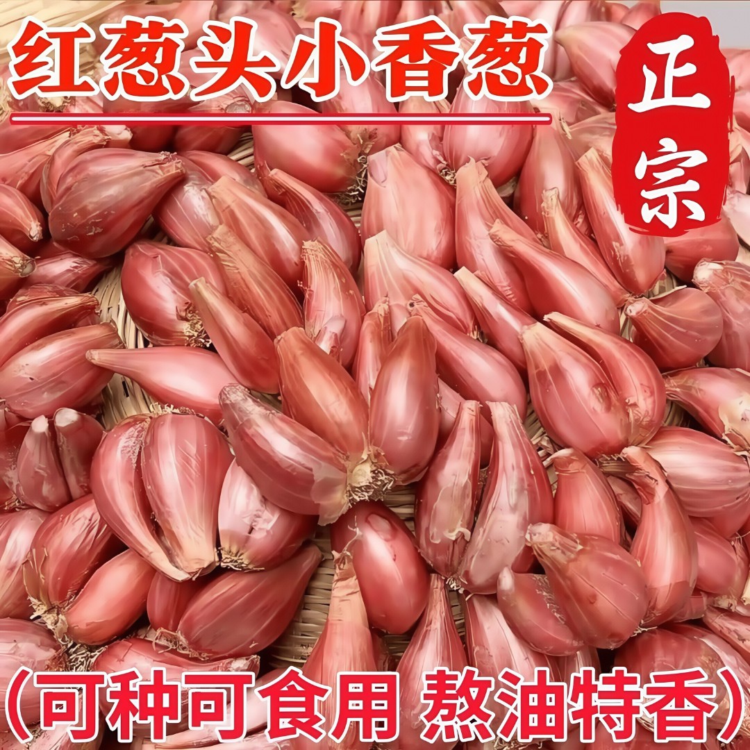 新鲜红葱头新挖干葱头火葱熬葱油特香种籽阳台盆栽新鲜小香葱种子
