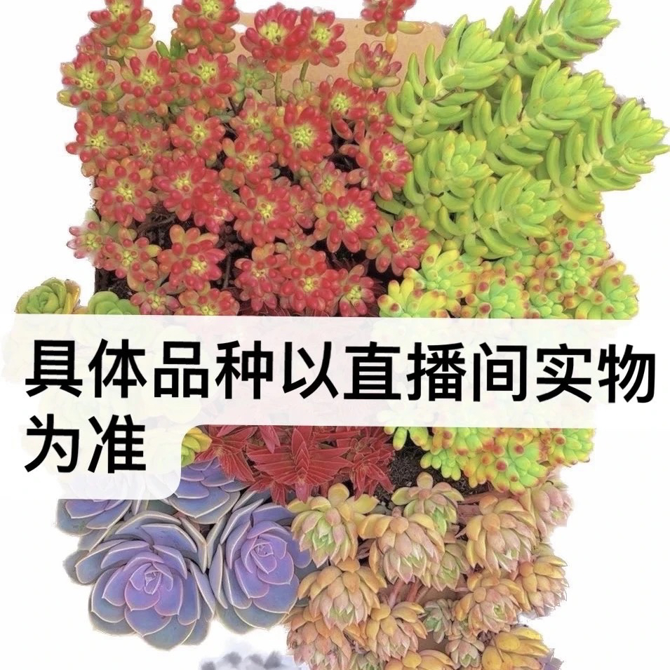 阳光高品质多肉植物营养土套餐室内外办公室植物