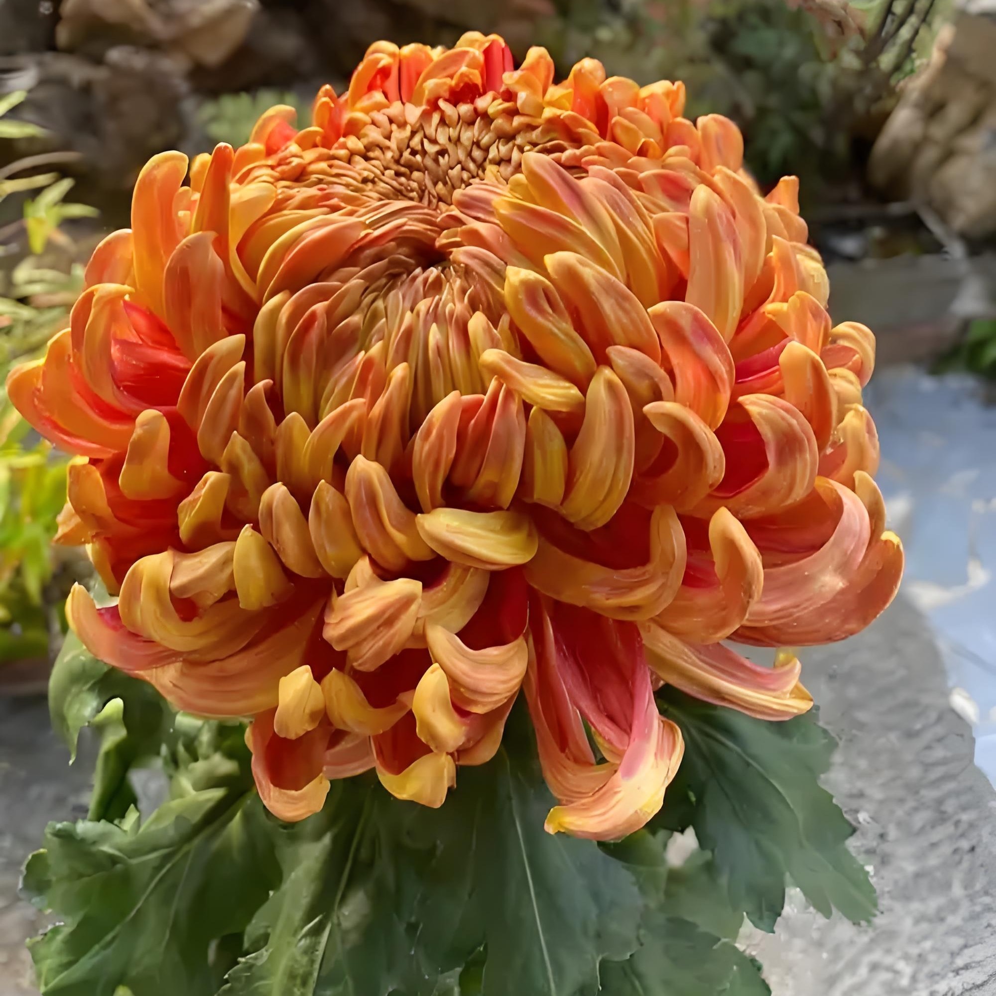 九月菊精品【太平红叶】大花富贵菊 盆栽庭院好养活