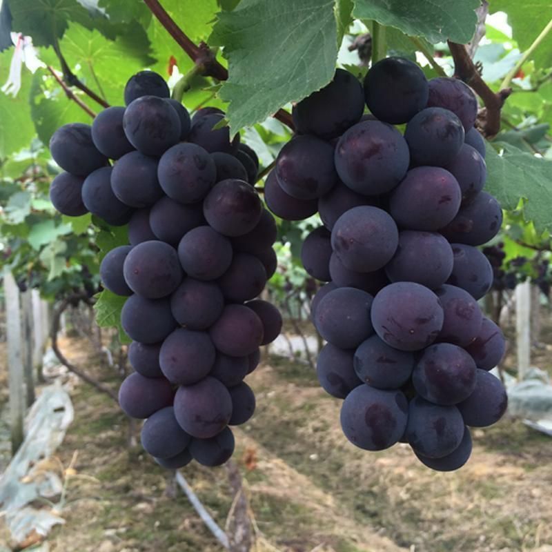 东北北镇巨峰葡萄新鲜多汁儿童孕妇水果酸甜整箱当季采摘无籽包邮