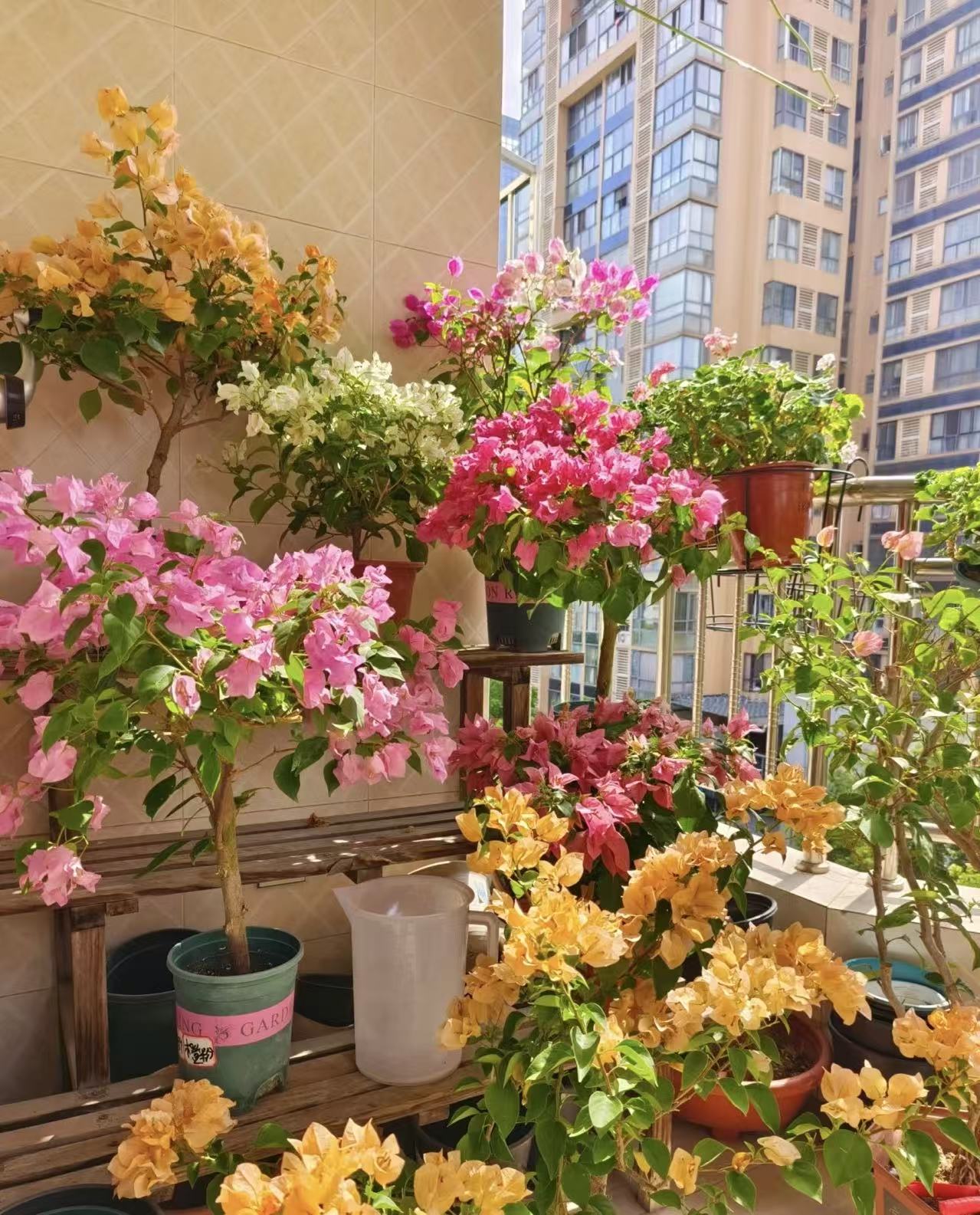 三角梅彩花一物一拍，以直播间实物为准，图片仅供参考