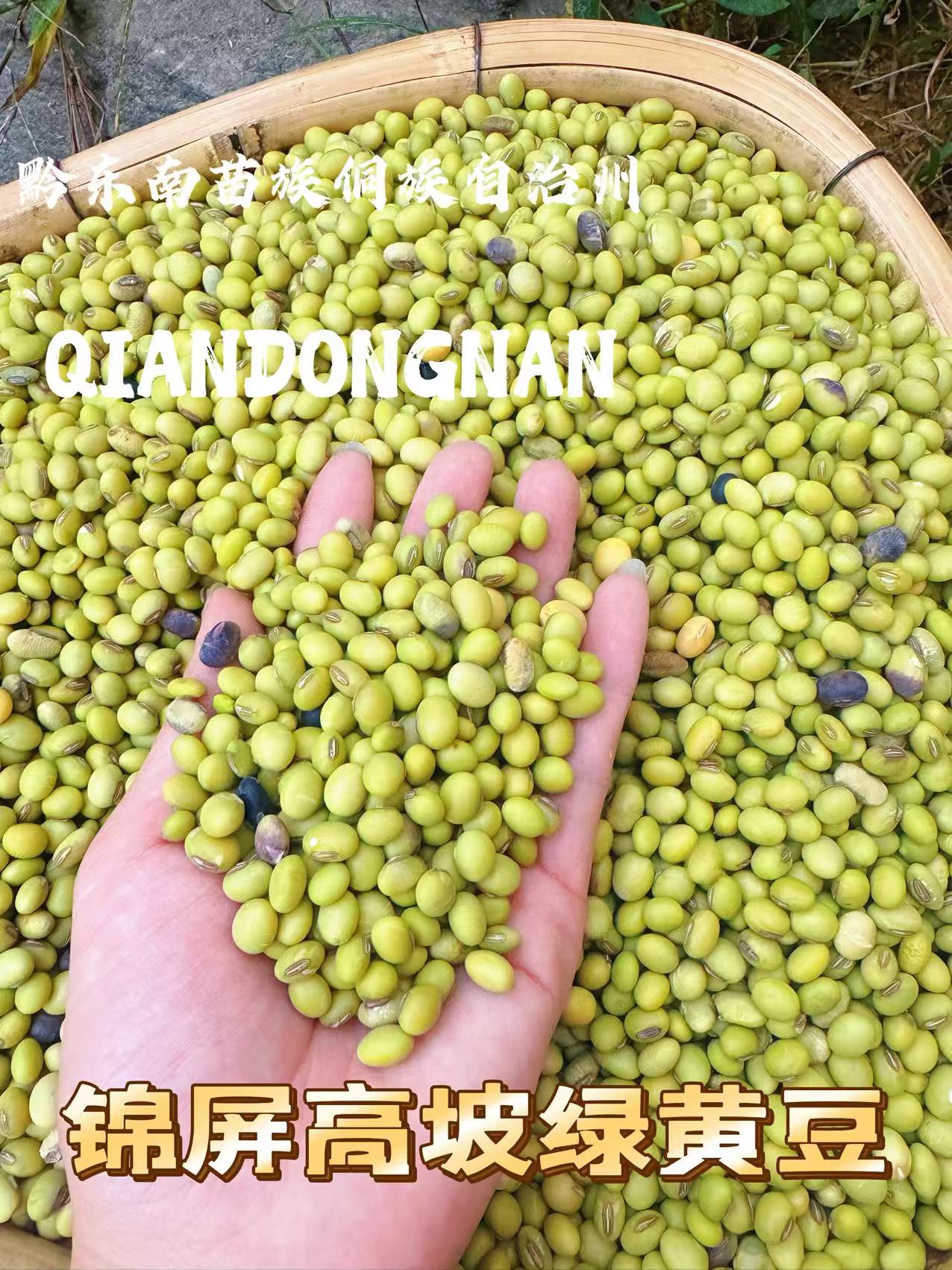 贵州锦屏高坡（海拔800-1400米）老品种绿黄豆农家青皮黄豆