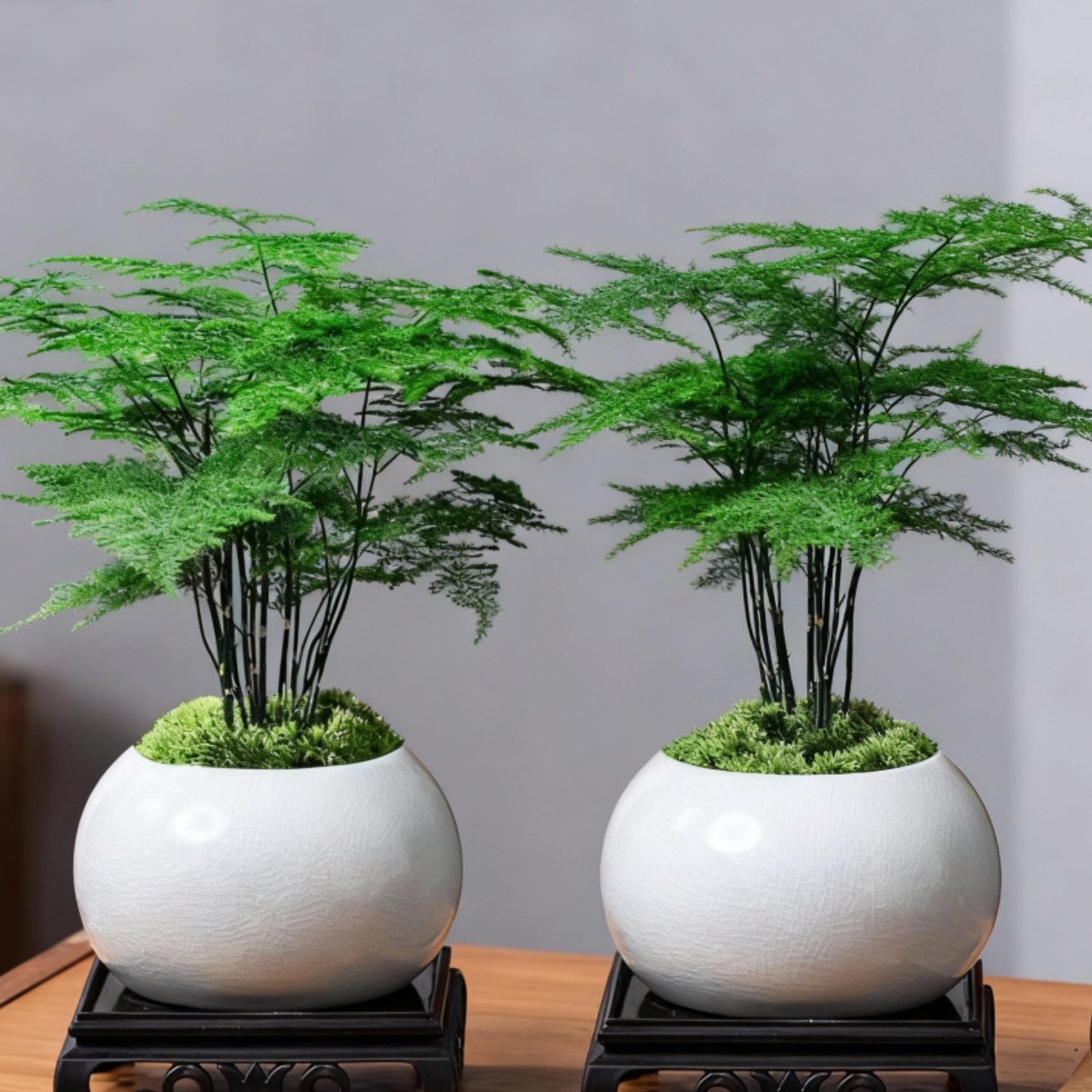 【文竹盆栽】室内绿植花卉净化空气四季常青好养护桌面盆景