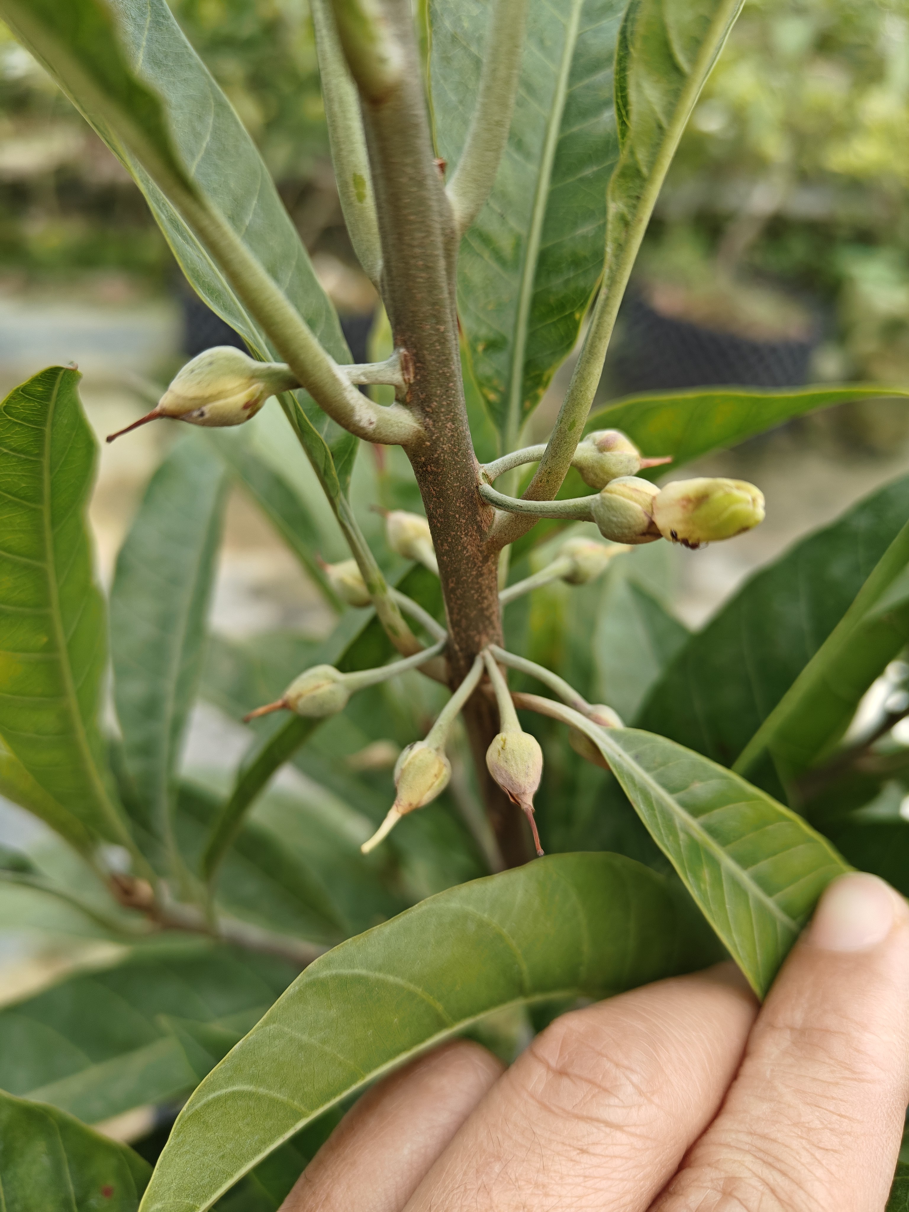 万紫千红精选AL罗斯果盆栽地栽绿植