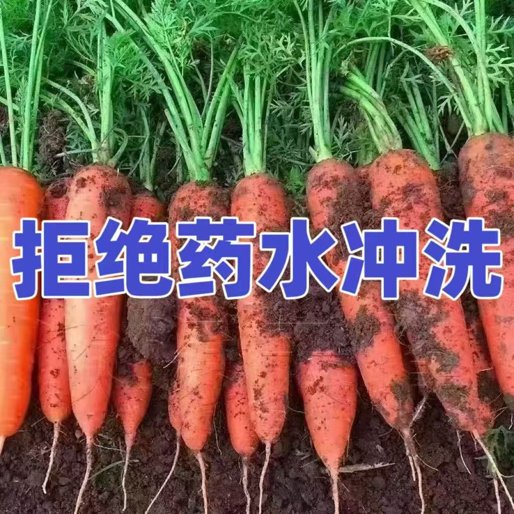 沙地胡萝卜新鲜带泥脆甜蔬菜红心生吃即食