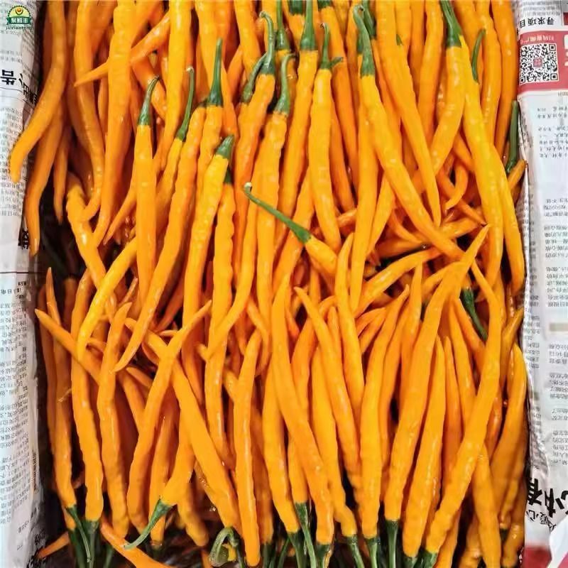 新鲜黄贡椒辣椒正宗原产地直供新鲜现摘现发餐饮饭店整箱批发包邮