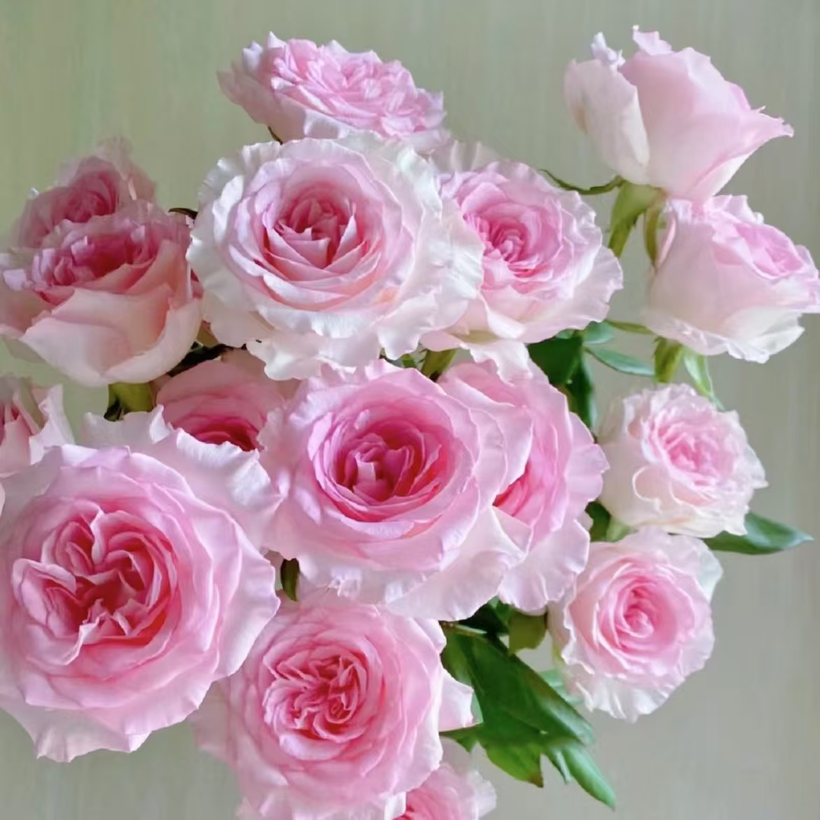 D4 洛神10支+香槟10支+苏菲宝贝3支+洋桔梗1把随机色+黄莺