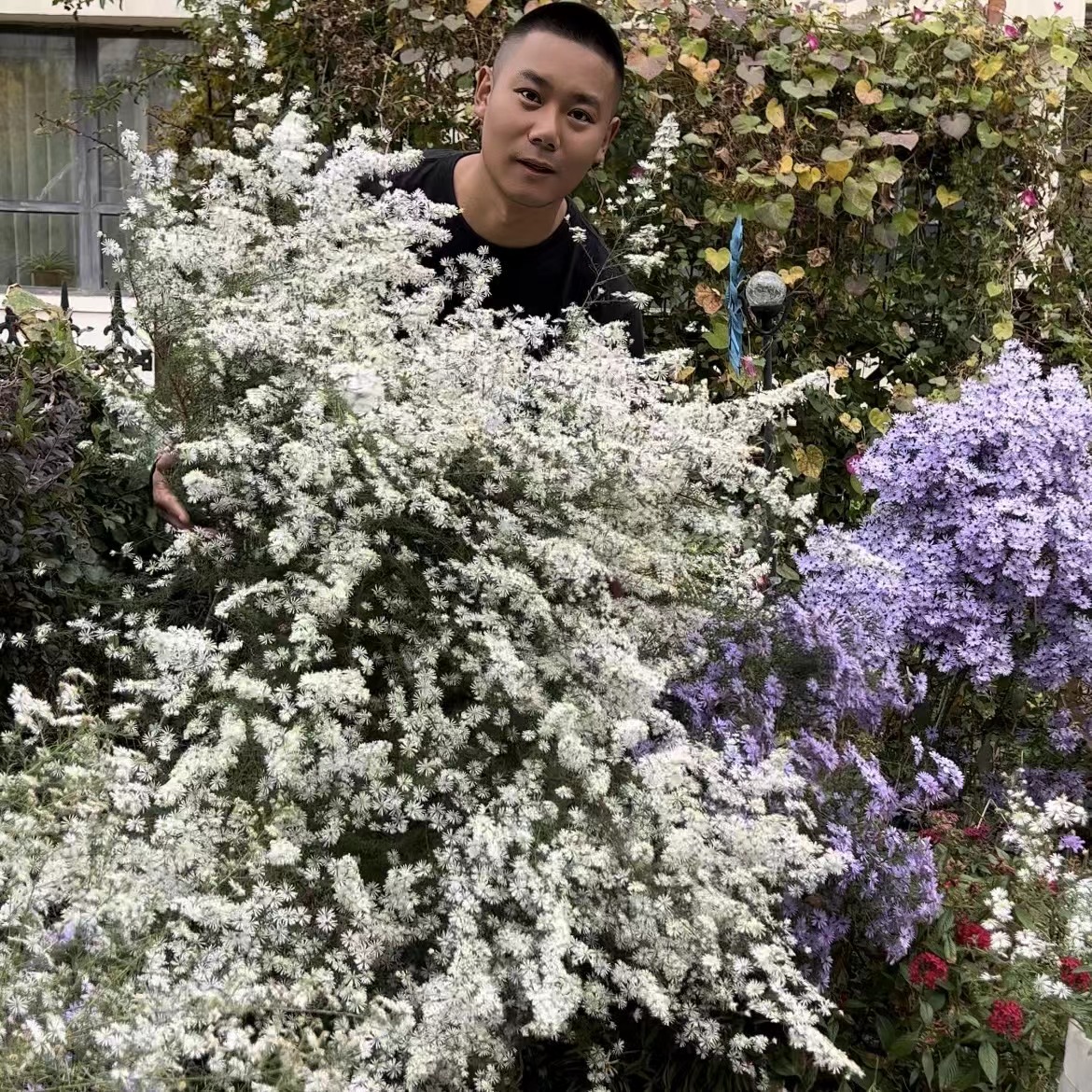 【麻豆花园专属】美洲柳叶白菀 多年生宿根耐寒/秋天爆花机器