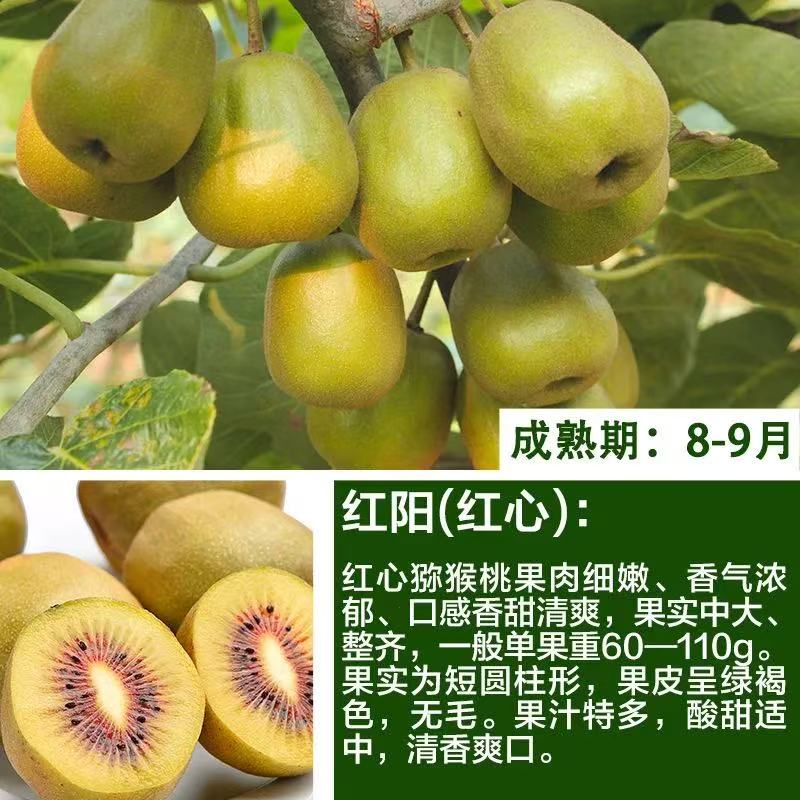 猕猴桃树苗红肉黄心公母同株当年结果盆栽庭院阳台爬藤南北方种植