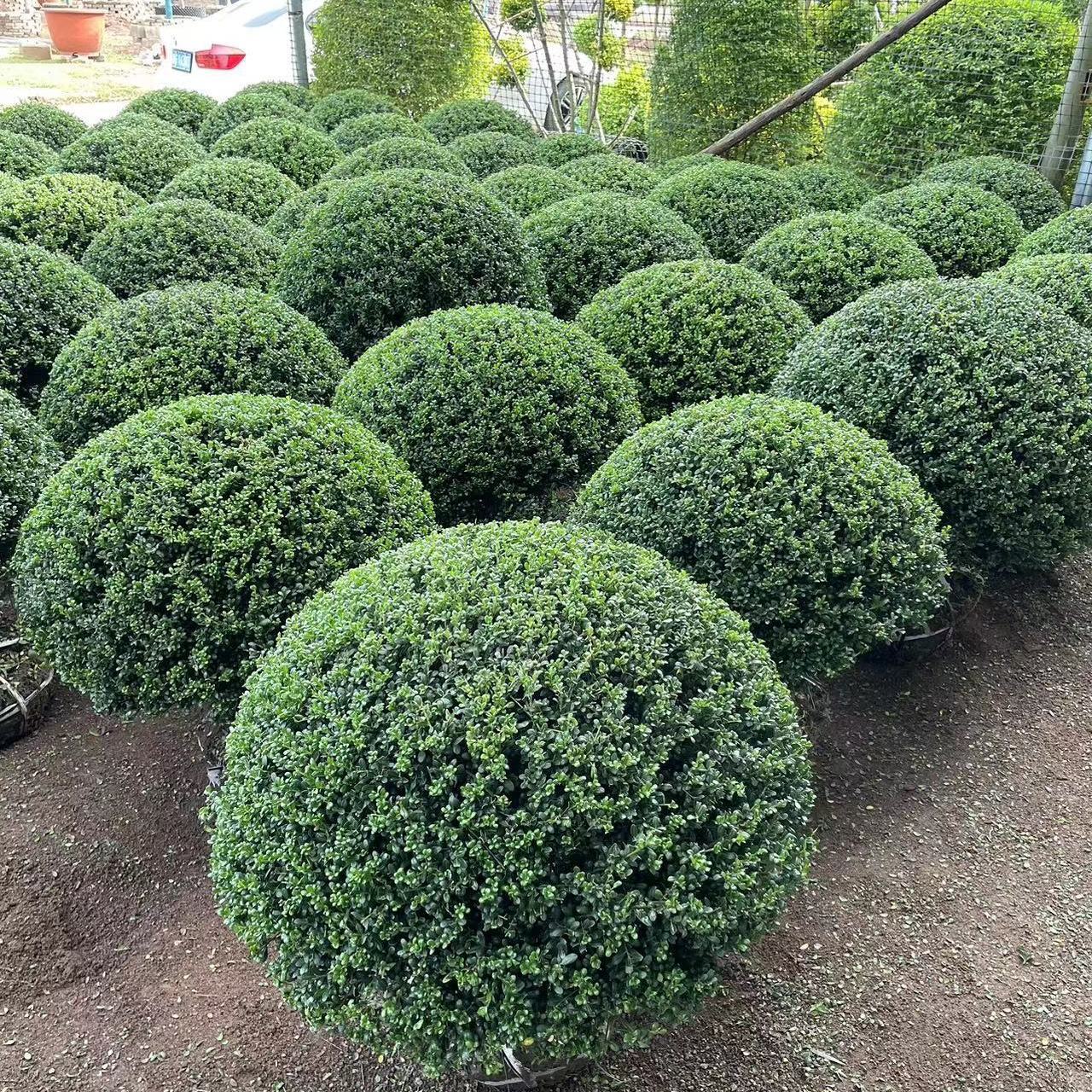 龟甲冬青 庭院别墅植物 厂区公园绿化四季不落叶