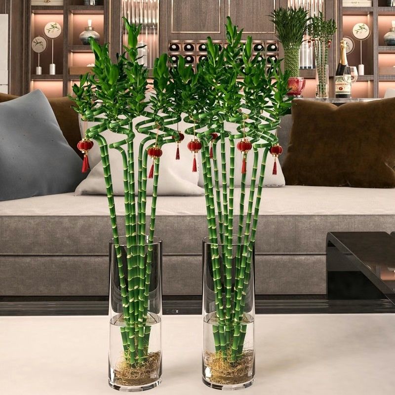 【基地直销】腰财万贯粗大带根龙竹富贵竹转运竹开运直竹室内弯竹