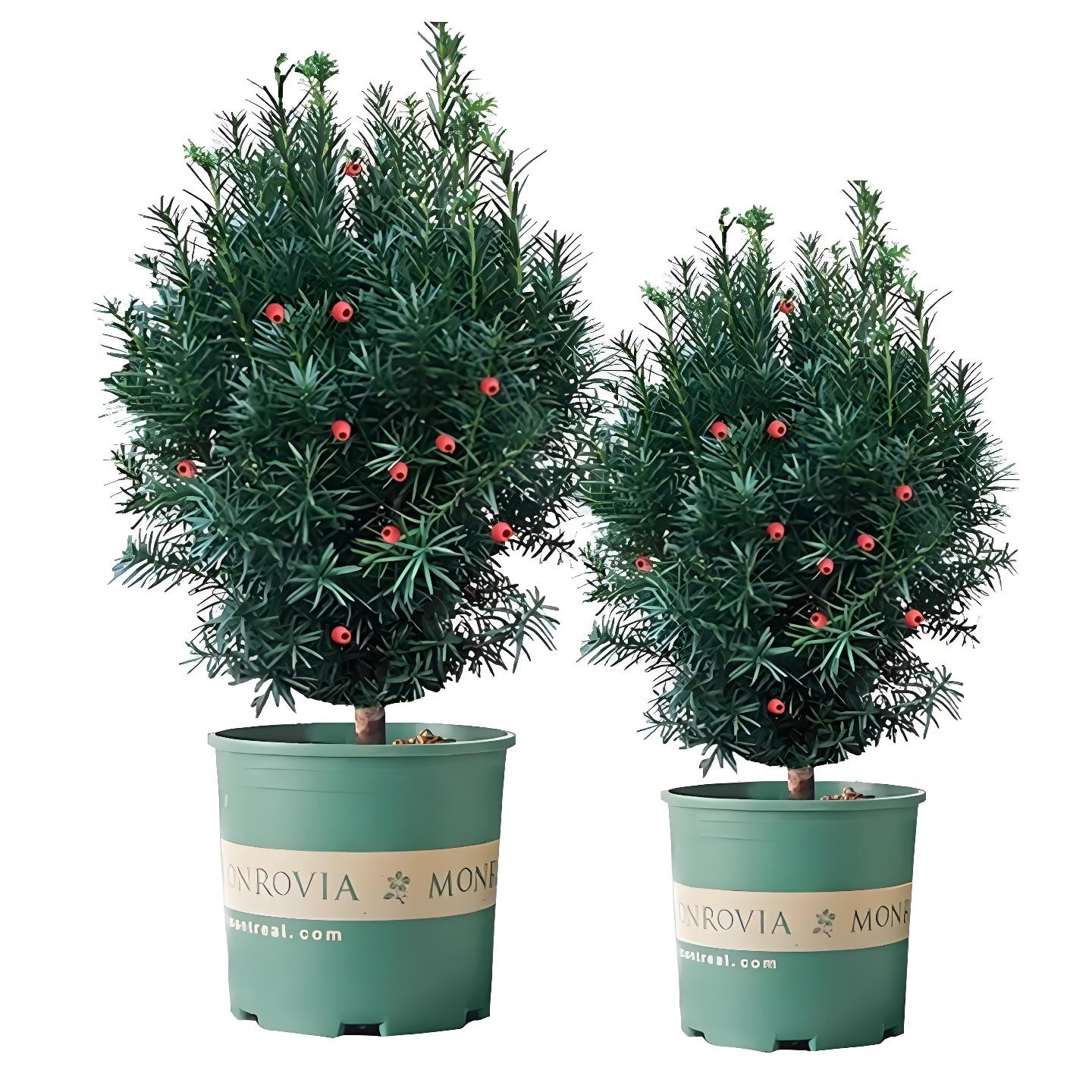 耐寒曼地亚红豆杉树苗盆栽盆景地栽室内外花卉绿植植物四季长青