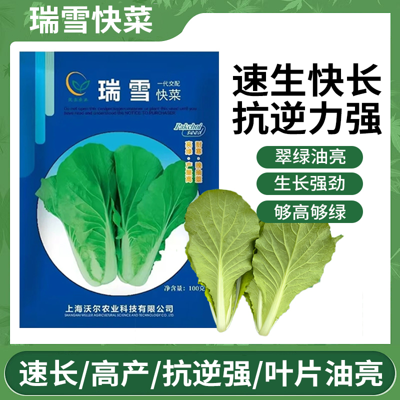 刘瑞勤耕农资沃尔瑞雪快菜冬天种植够高够绿高产抗逆强叶片油亮