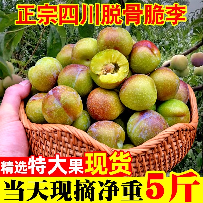正宗四川脆甜脱骨李子5斤应季新鲜水果青脆酸甜脱骨李冰糖李整箱