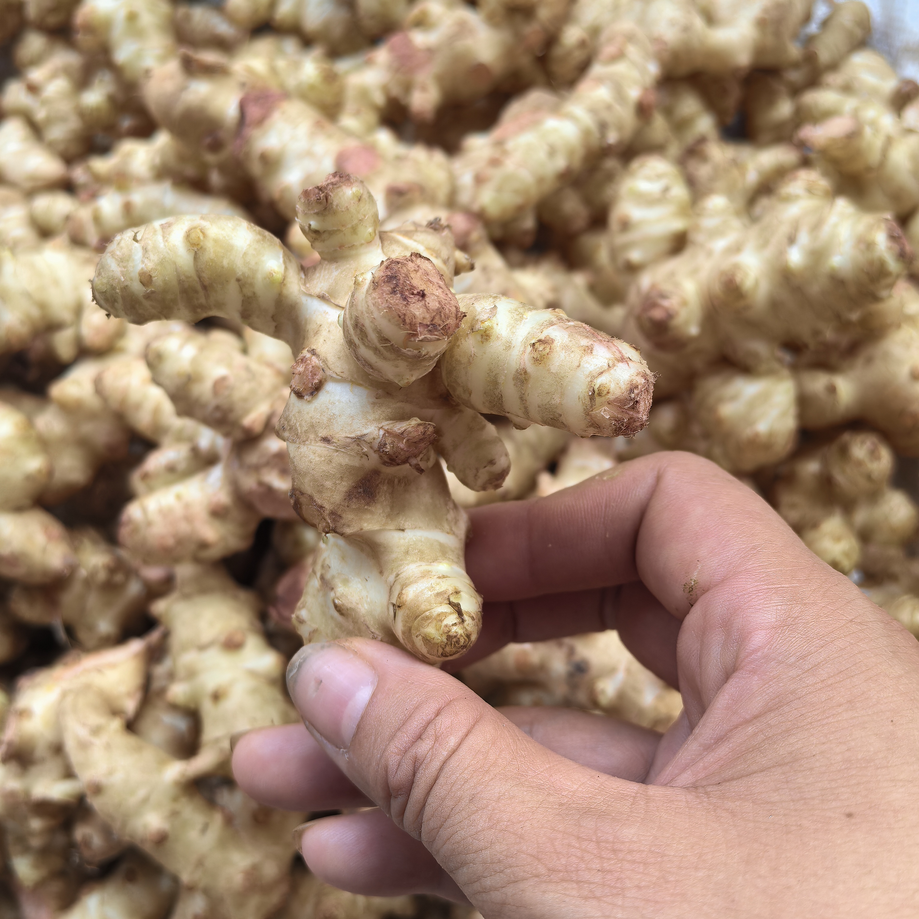 永新天麻现挖现发新货上市