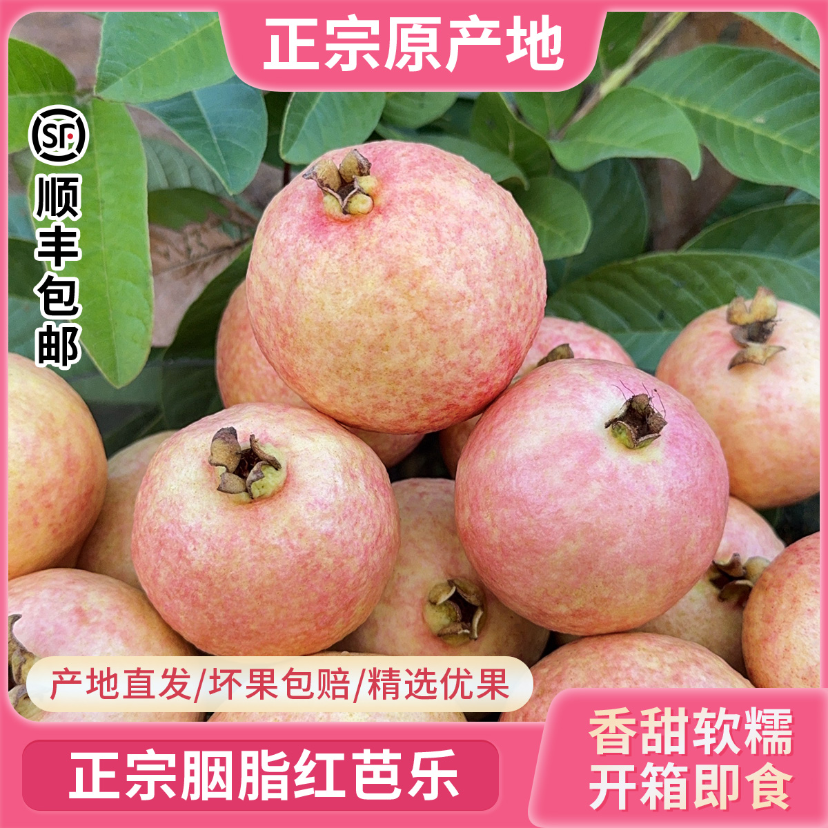 正宗增城树上熟四季胭脂红软糯香甜鸡屎果顺丰高质量水果芭乐水果