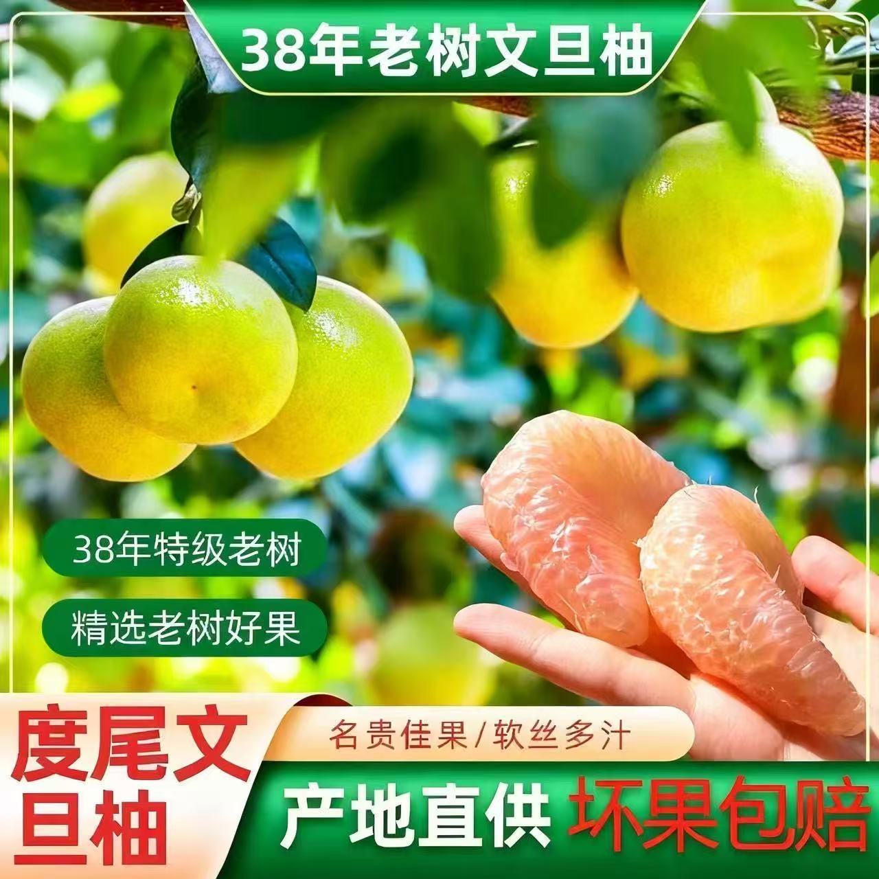 福建度尾红心文旦柚新鲜现摘孕妇时令水果（35年老树）