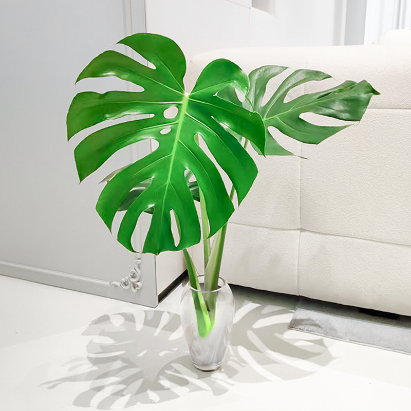 水培植物龟背竹盆栽老桩除甲醛四季常青净化空气大叶室内客厅绿植