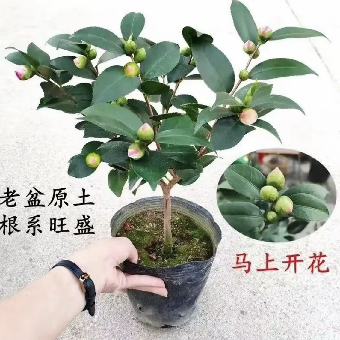 实在是太香了 香妃茶花盆栽 香水茶花 山茶花 带花苞 树苗 四季