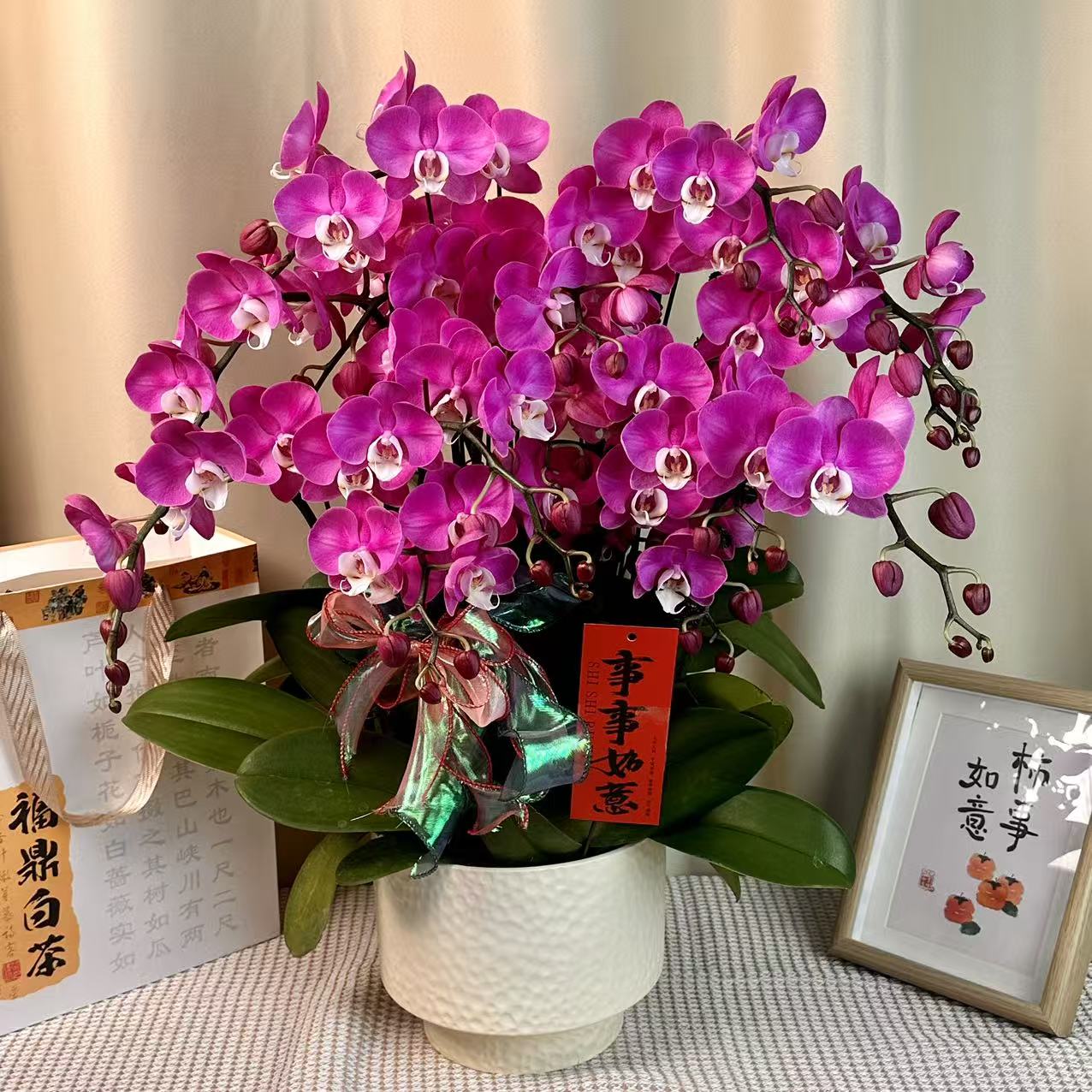 蝴蝶蘭[素心]高端紫粉色系中大花 皮实好养花期超长