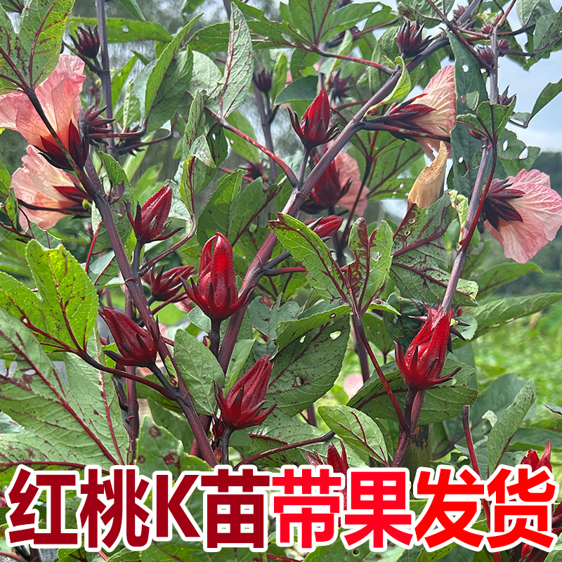 红桃K新鲜采摘玫瑰茄苗广西现摘直发洛神花果茶酵素原料泡酒专用