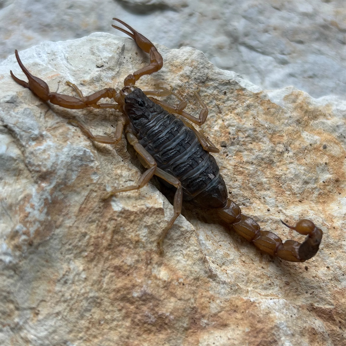 活蝎子正宗沂蒙山野性十足全蝎子活虫包活1斤装油炸煲汤泡酒药材
