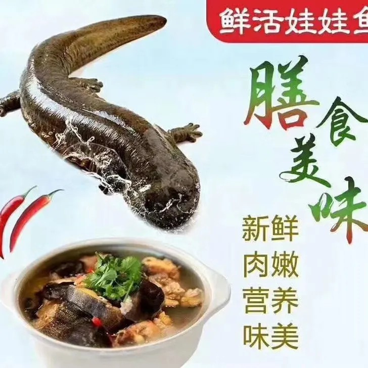 人工养殖娃娃鱼大鲵鲜活水产海鲜滋补可食用观赏顺丰包邮包活