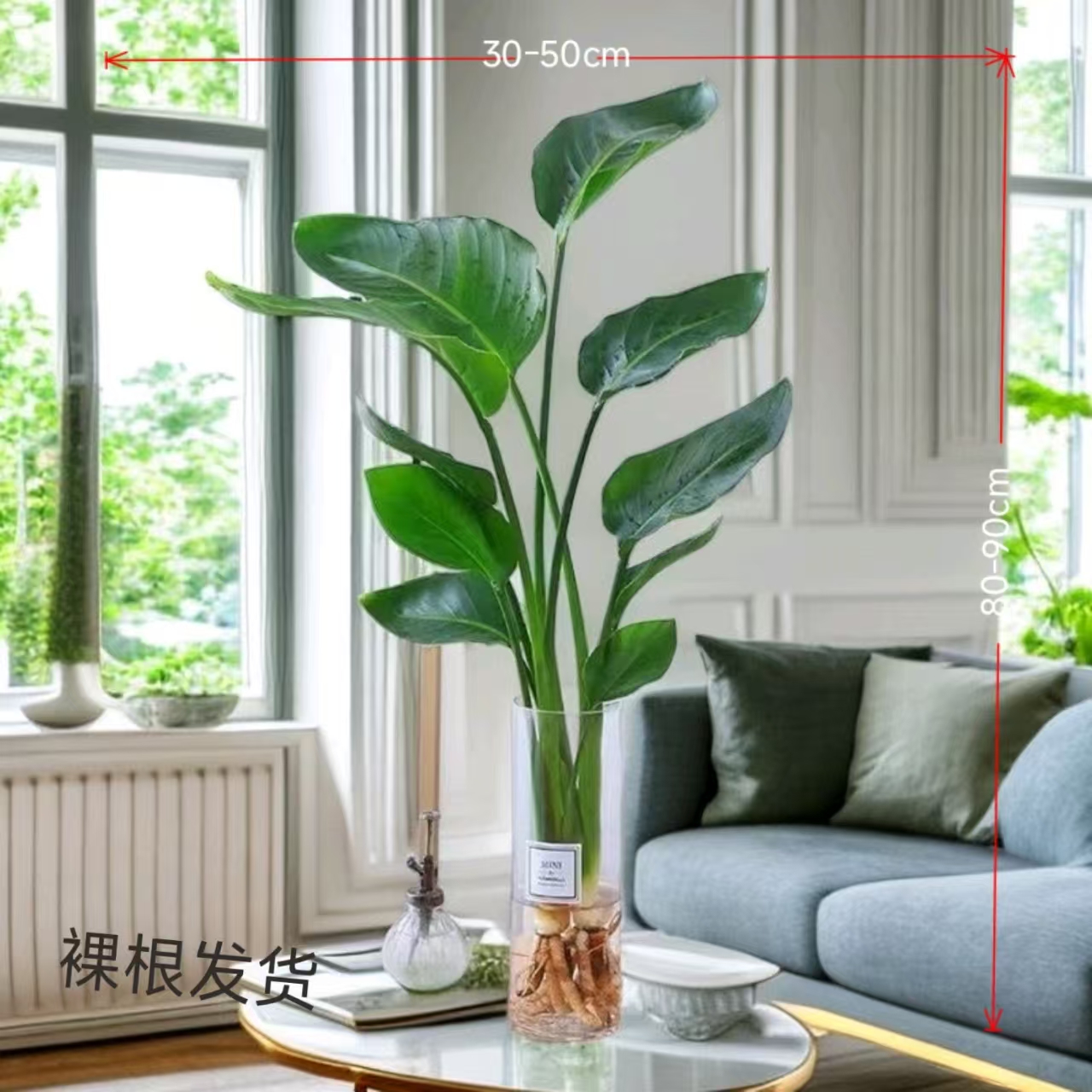 土培天堂鸟裸根发货净化空气四季常青室内绿植新手必备2棵70-90CM