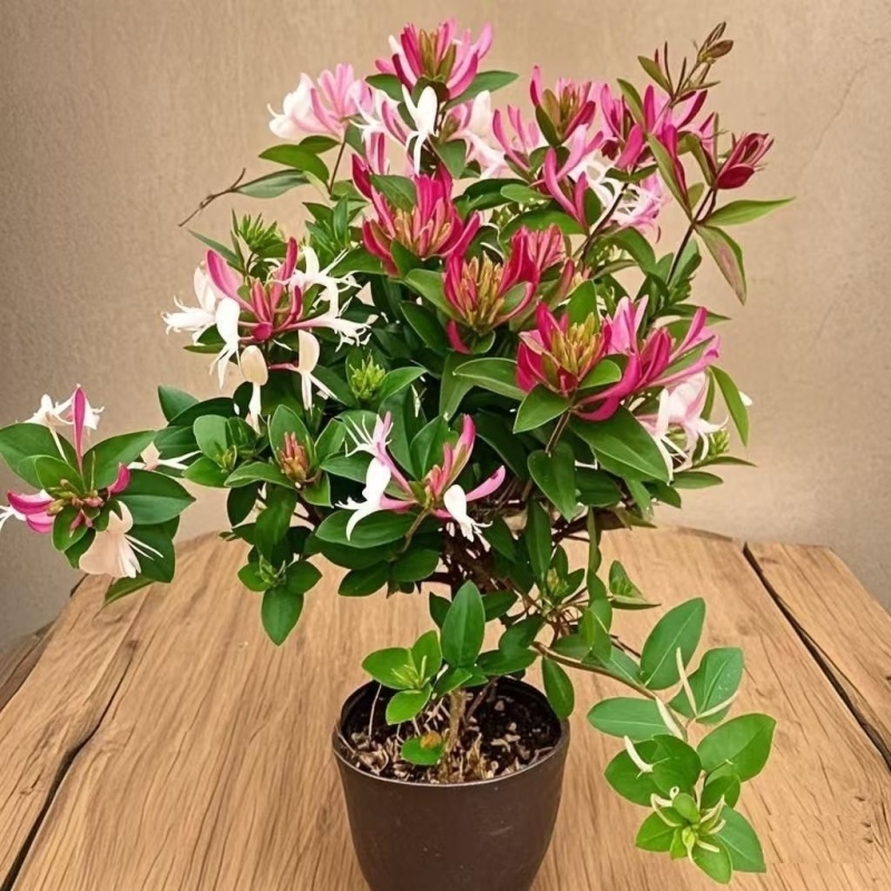 金银花盆栽开花食用庭院阳台绿植树苗四季耐寒花卉正宗金银花苗