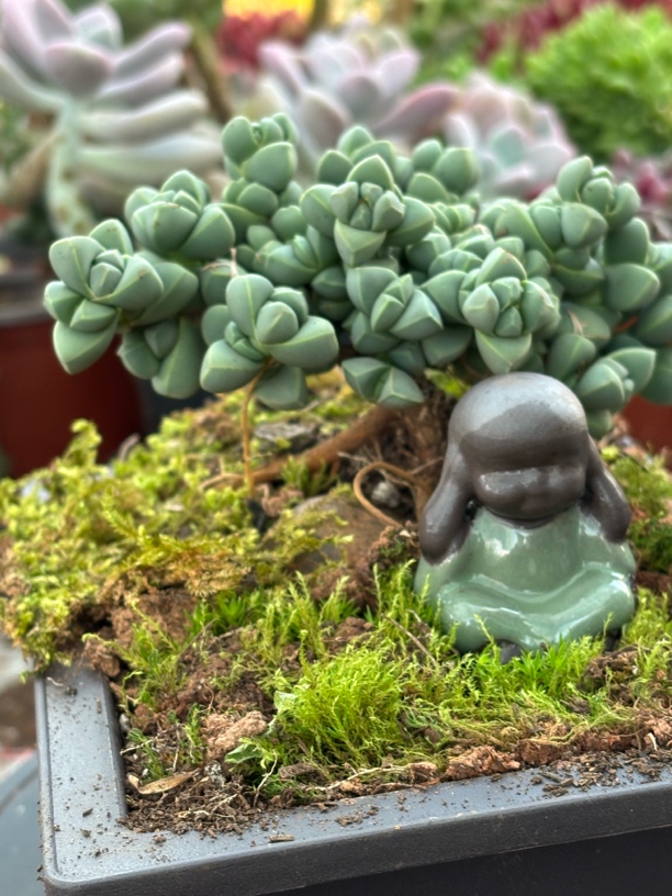 鹿角海棠   多头精控养造型小老桩