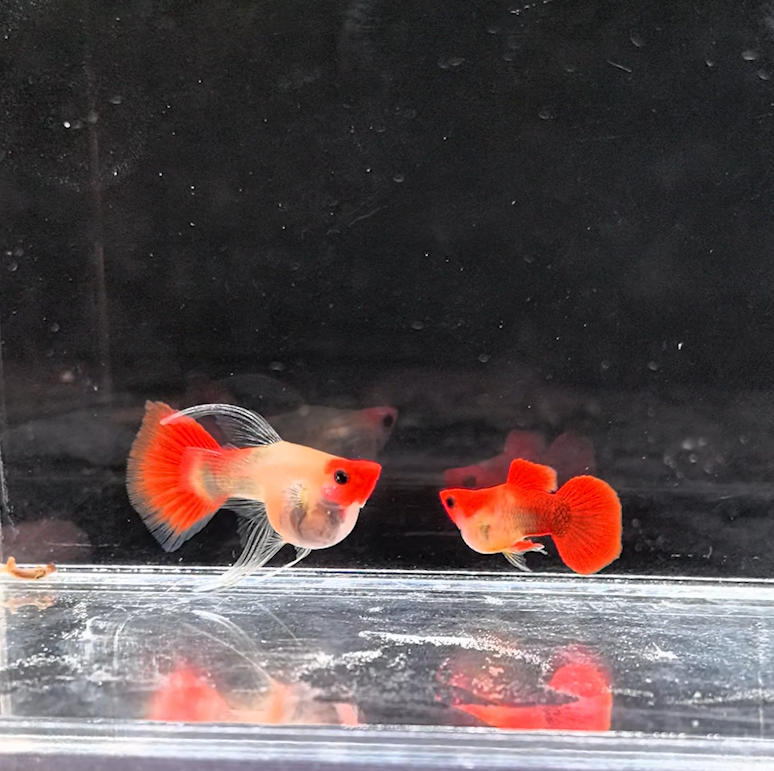 孔雀鱼红头C深海蓝玻璃猫公母搭对热带鱼满50包邮好养适合新手