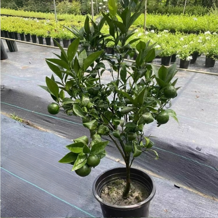 【高端盆栽】正宗广西高产沃柑盆栽地栽原盆原土盆栽绿植