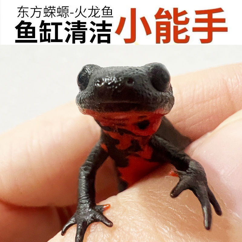 小火龙鱼冷水鱼清道夫东方蝾螈观赏鱼小型鱼鱼缸清洁淡水宠物新手