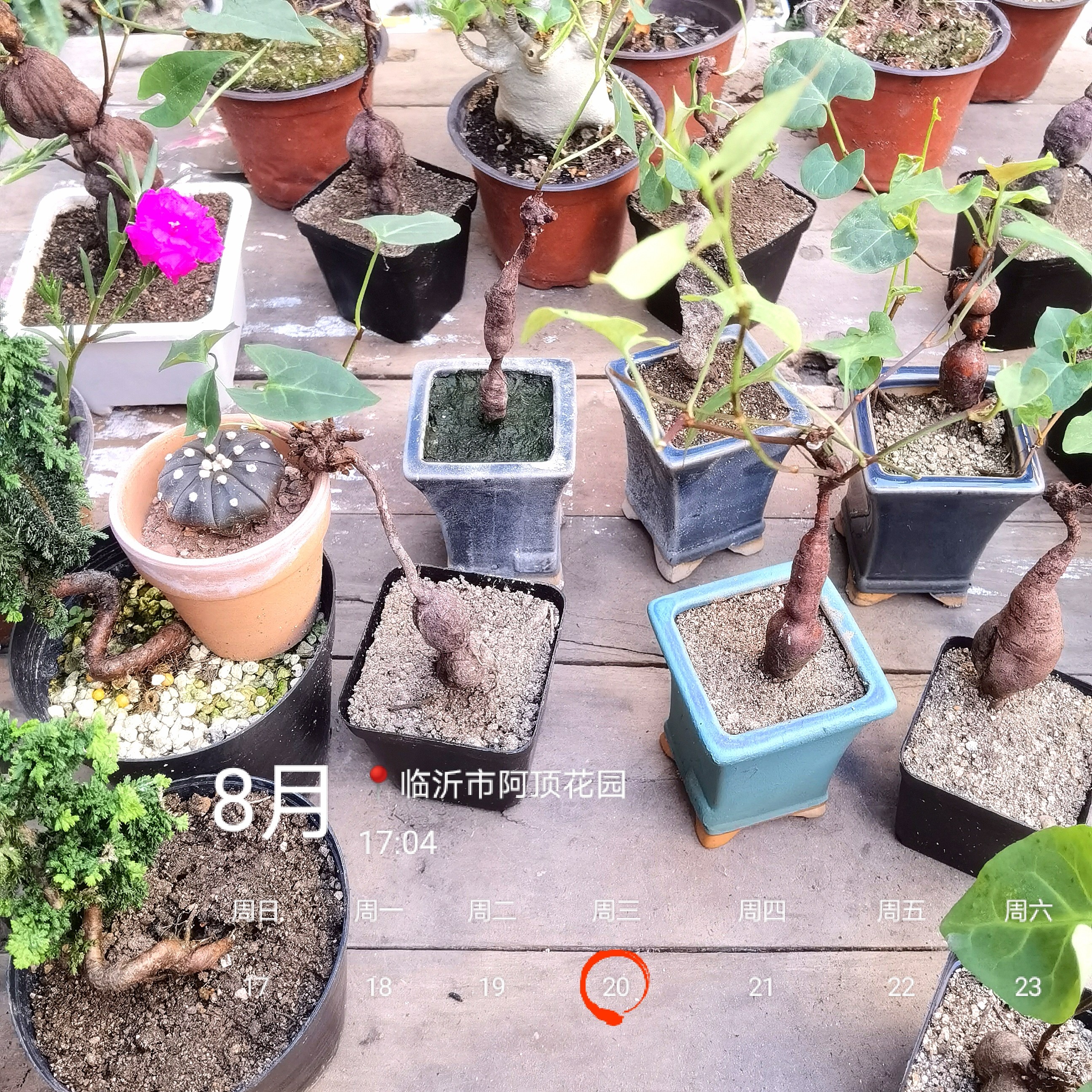 微型盆景 袖珍盆栽 迷你植物 何首乌老桩 藤蔓 块根爬藤攀缘花卉