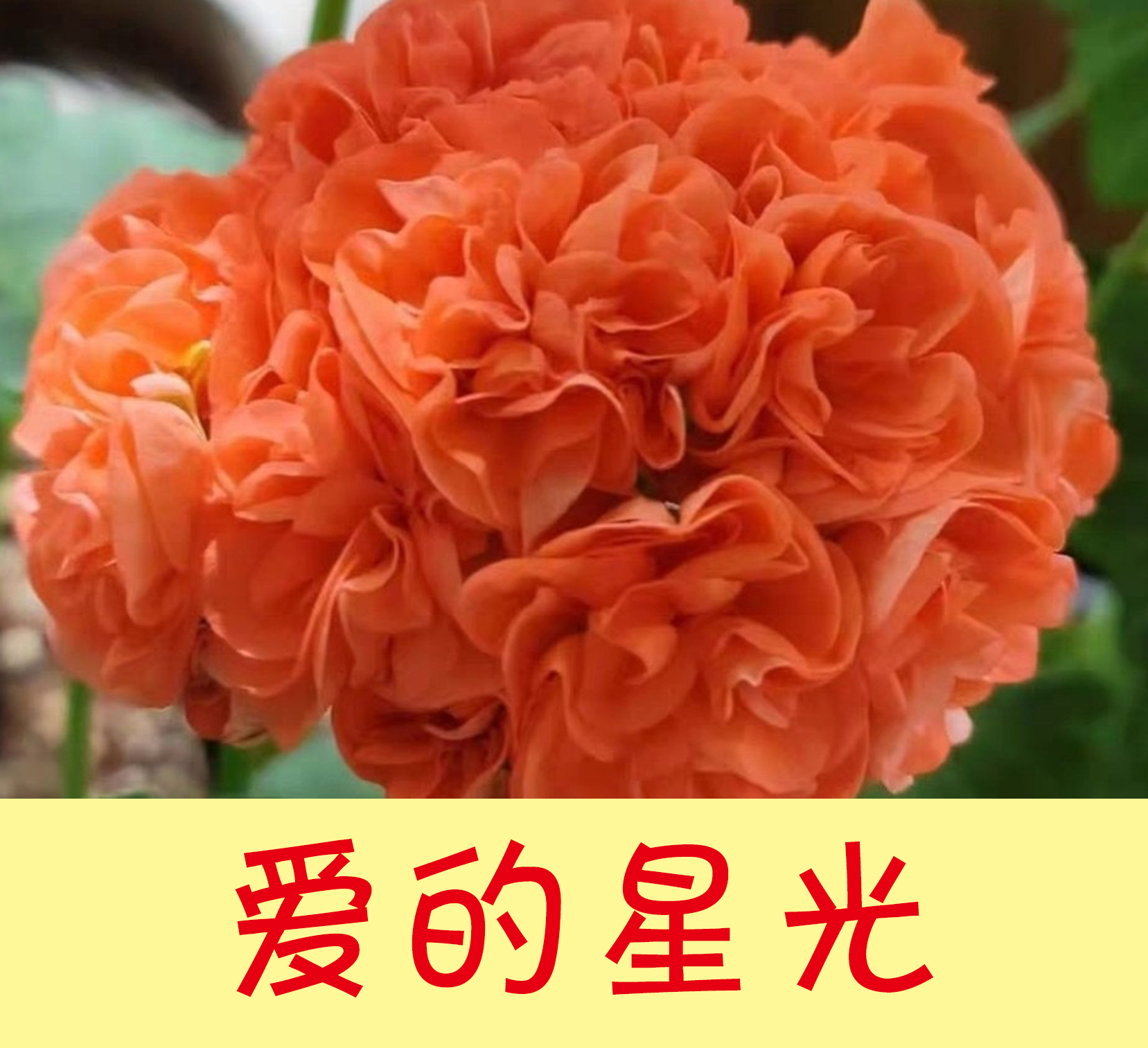 天竺葵黑天鹅爱的星光格洛丽亚