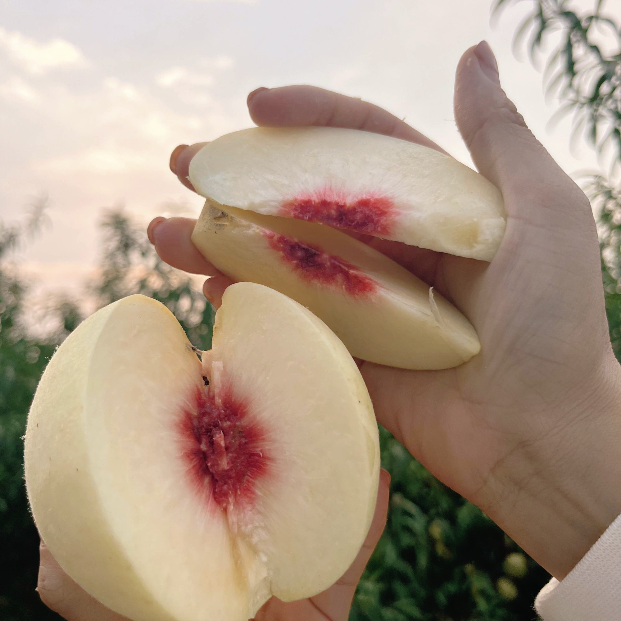 【应季鲜桃】稀有品种奶油蜜桃/大白桃/大雪桃 脆软两吃 冬桃系列