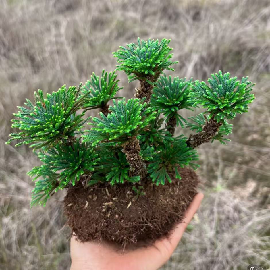 卷柏盆景盆栽假山庭院造景绿植室内盆栽观赏植物一年四季长青