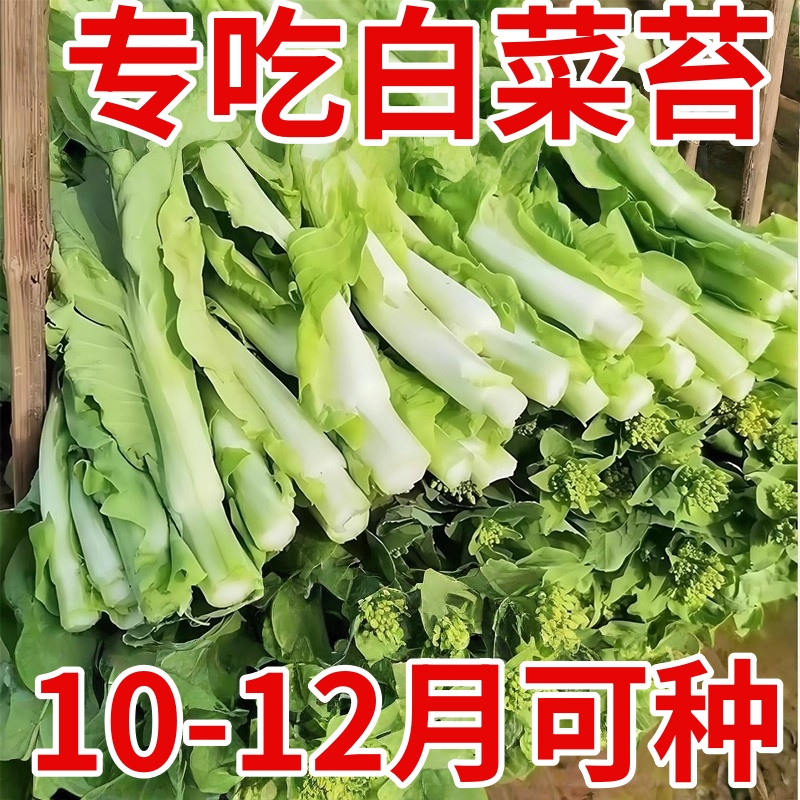 奶油白菜苔种子四季阳台盆栽蔬菜耐热耐寒菜薹懒人易种菜心青菜籽