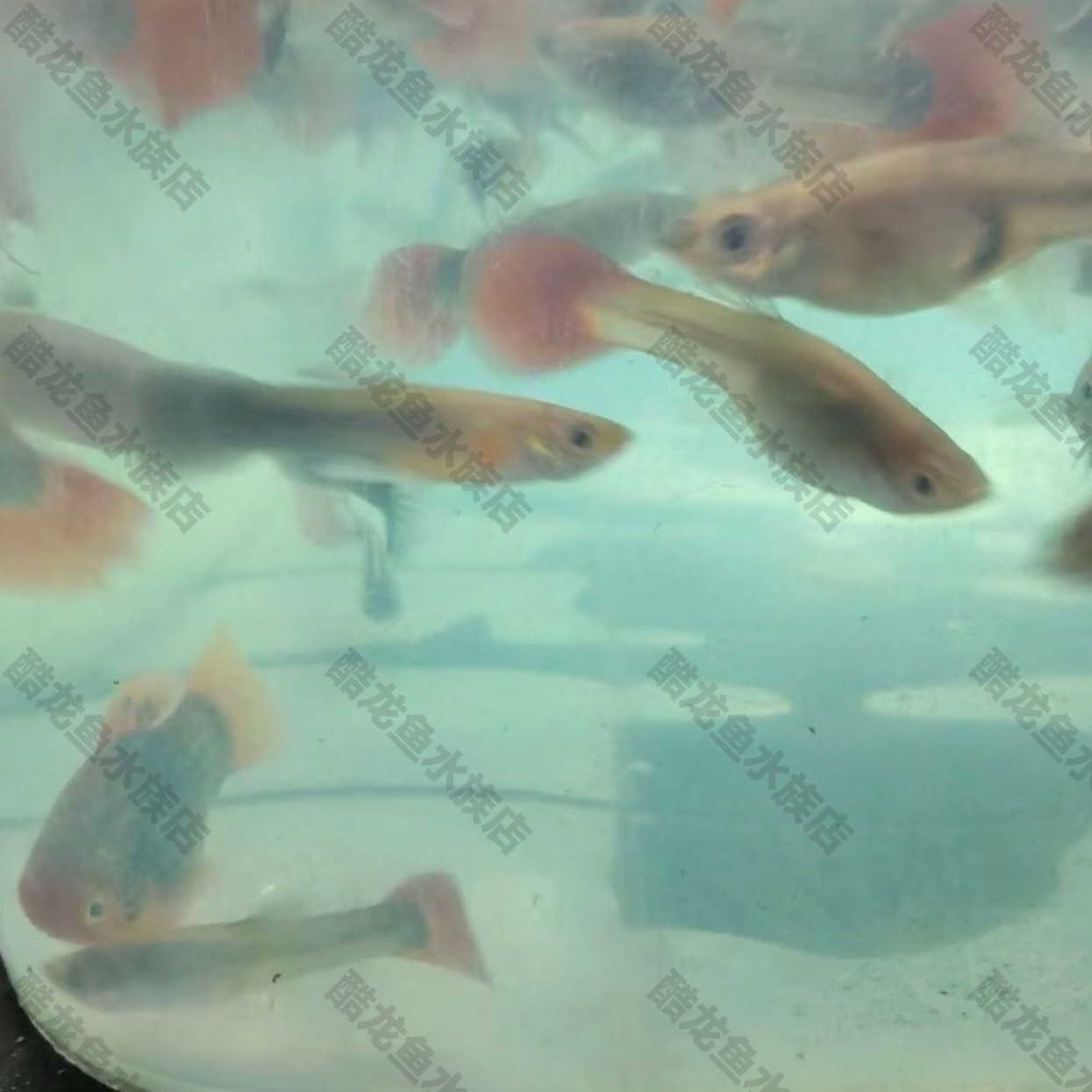 精品孔雀鱼活鱼小型鱼热带鱼苗观赏鱼新手好养耐活淡水凤尾胎生鱼