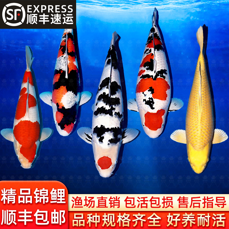 顺丰锦鲤金鱼活鱼冷水淡水好养耐活鱼苗观赏鱼红白三色黄金招财鱼