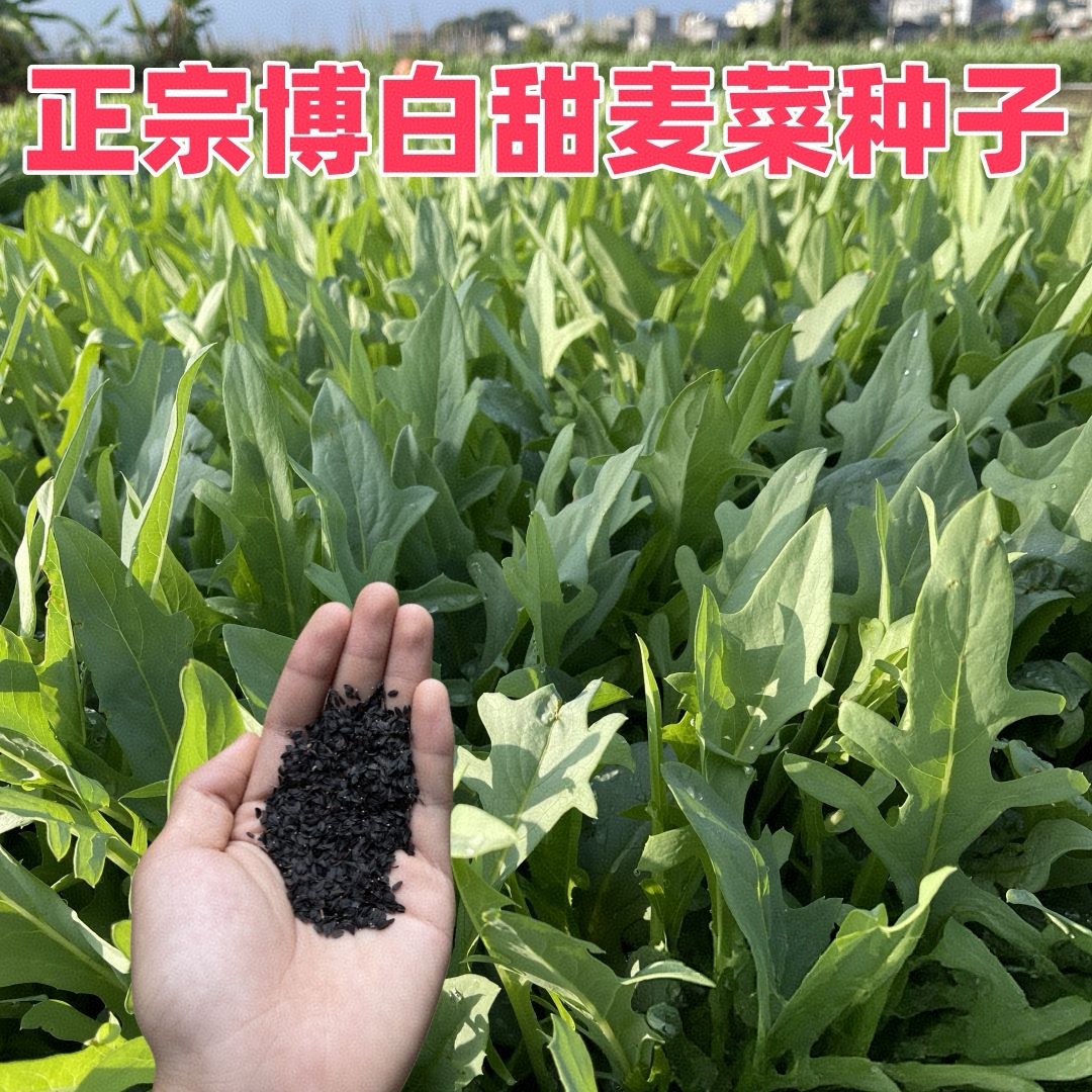 【花芽甜麦菜种子】甜脆花芽甜麦菜种子种植简单脆嫩好吃