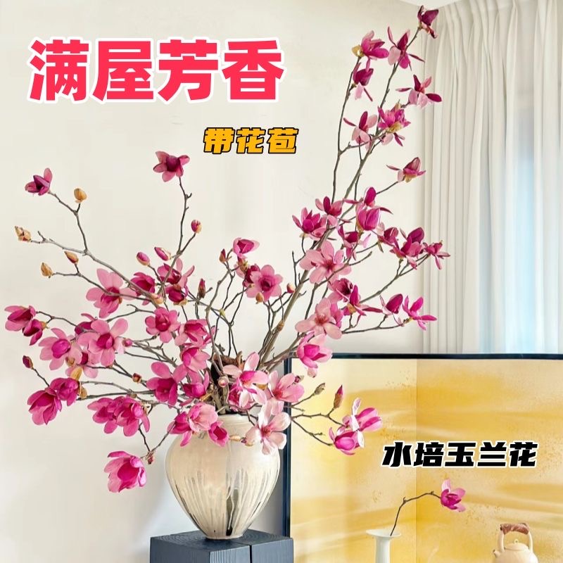 水培玉兰鲜切枝带花苞70-90公分室内外耐寒花卉