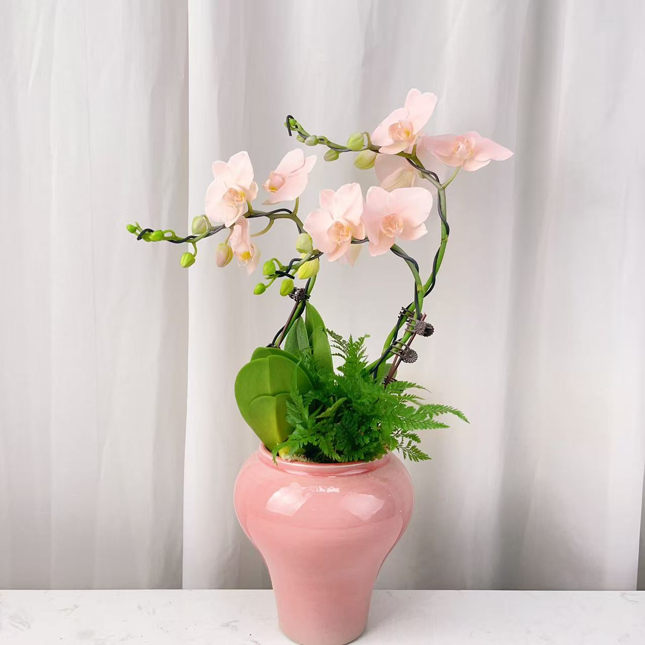 桦艺花卉【火烈鸟】喷染蝴蝶兰轻奢绿植花卉艺术高级盆栽植株好养